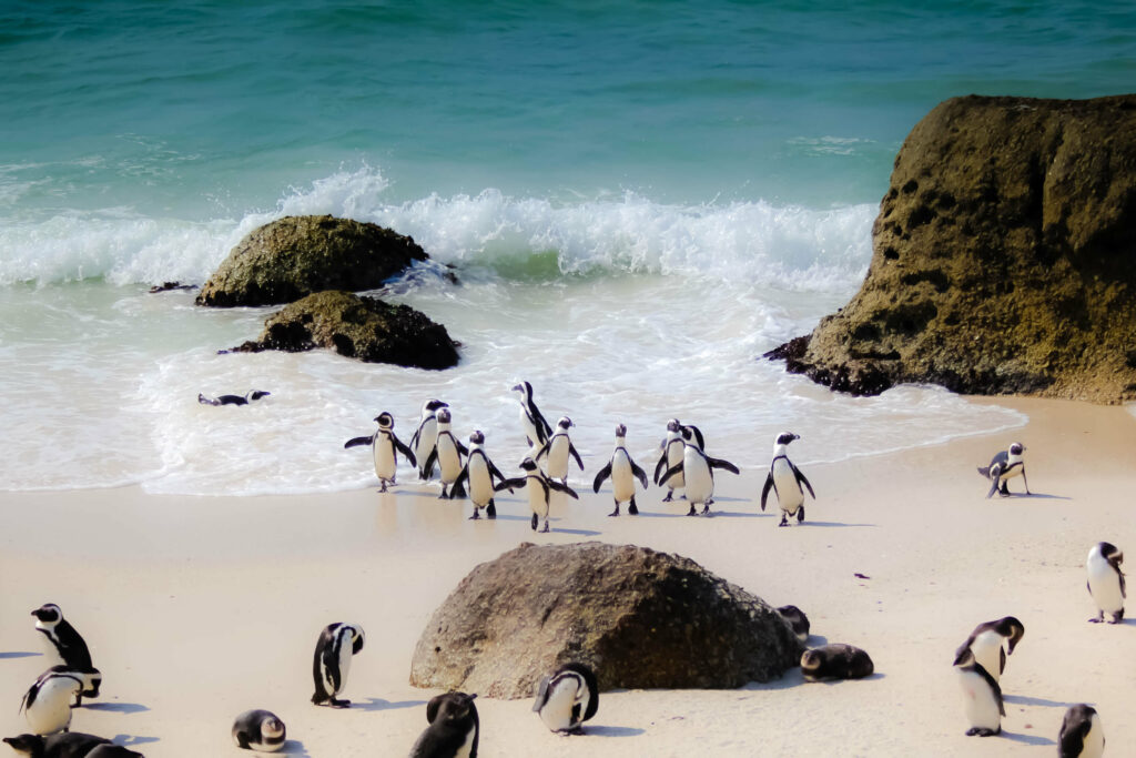 South Africa Cape Town Boulders Beach.