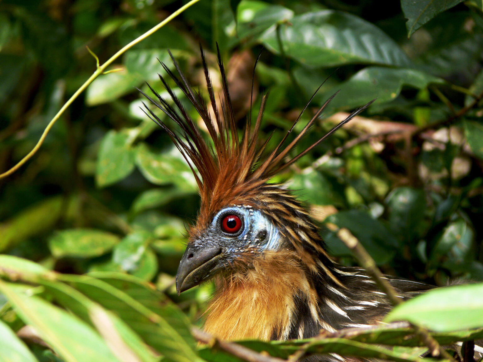Bird with large feathers sitting among trees