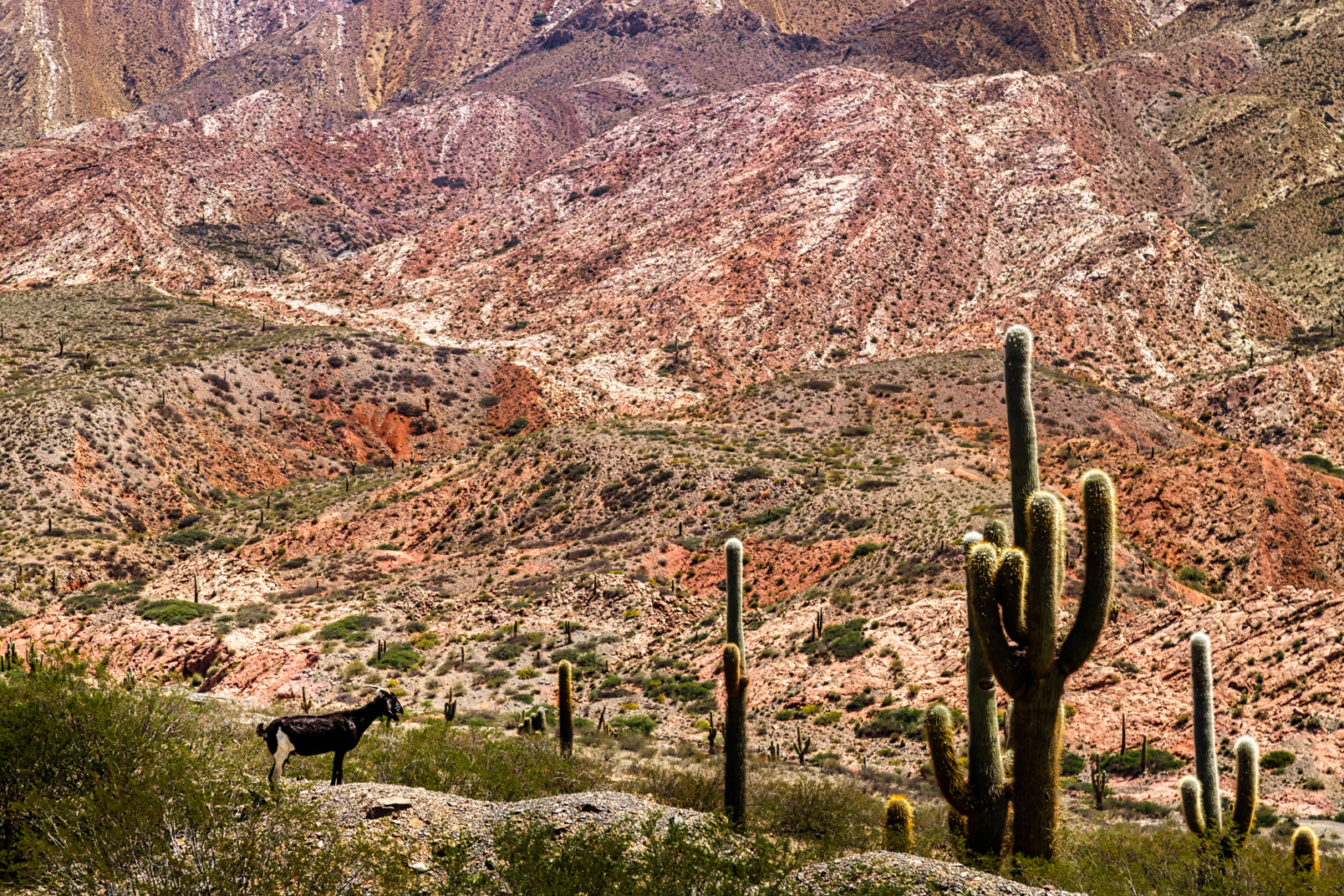 Goat and cacti in front of colorful desert mountains