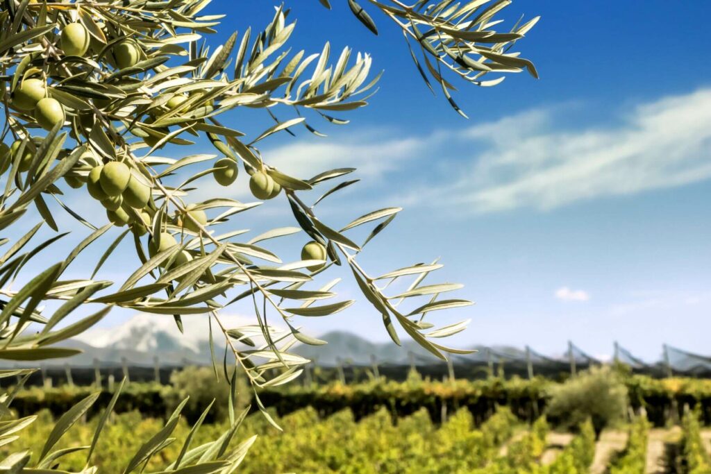 Olive branches with olives and vineyards in the background