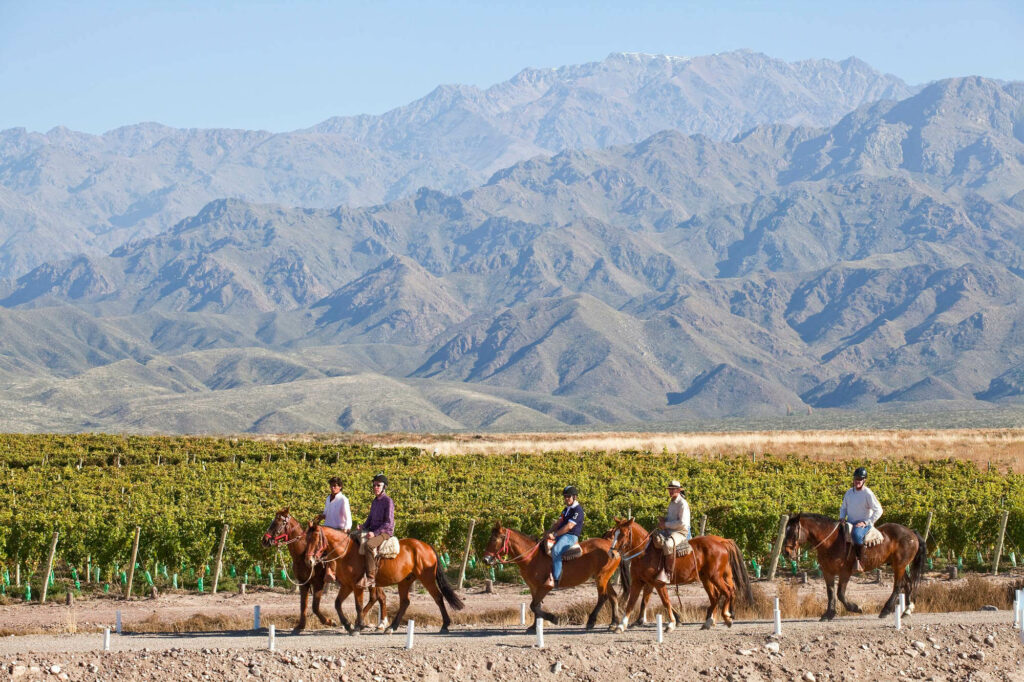 Horseback riding in vineyards