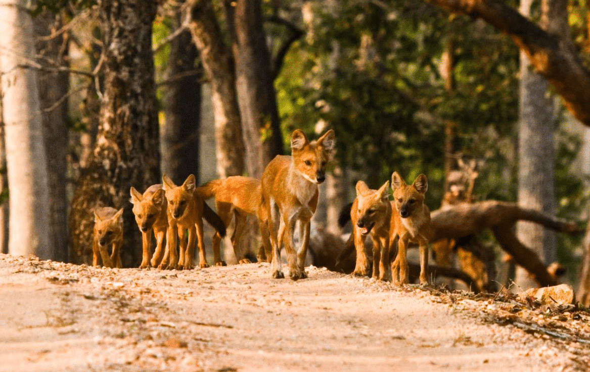 Dhole (wild dogs) in Pench National Park