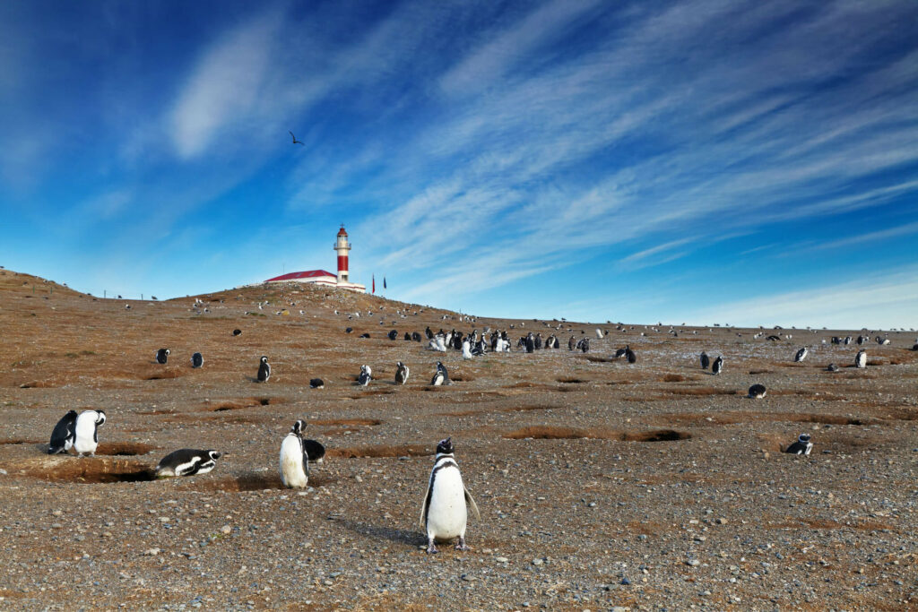 Penguins stand in the foreground of a lighthouse on Isla Magdalena