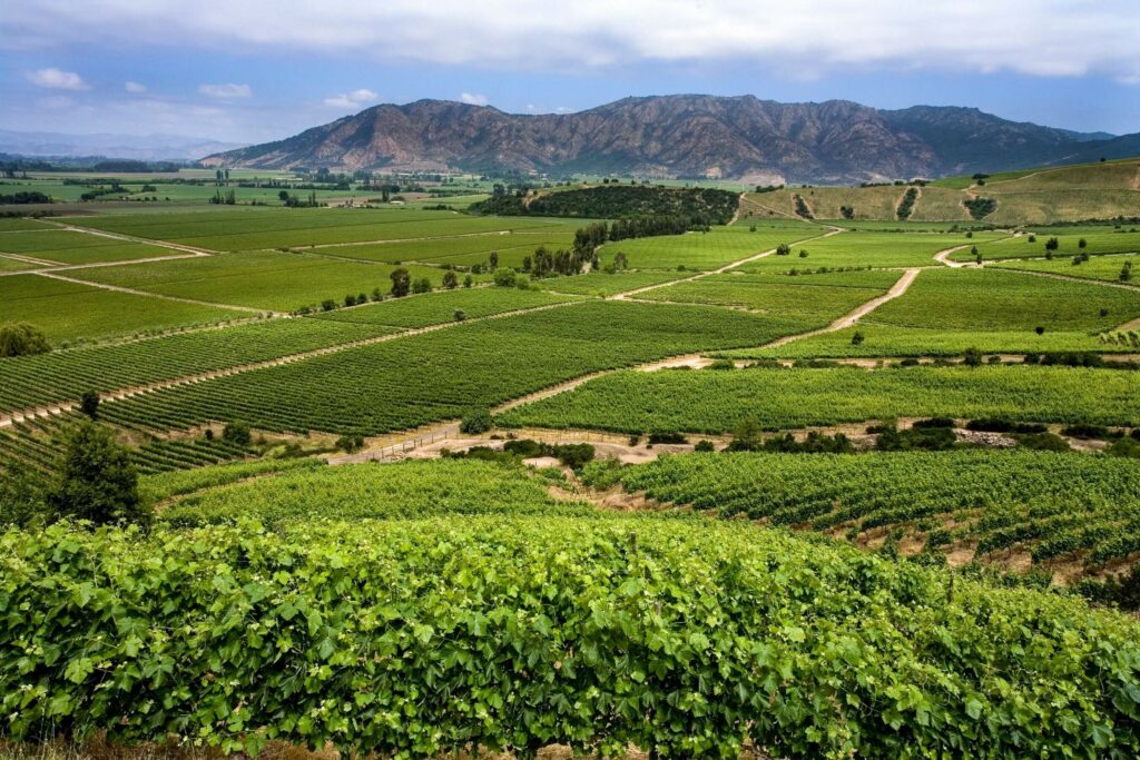 Vineyards blanket Chilean Wine Country