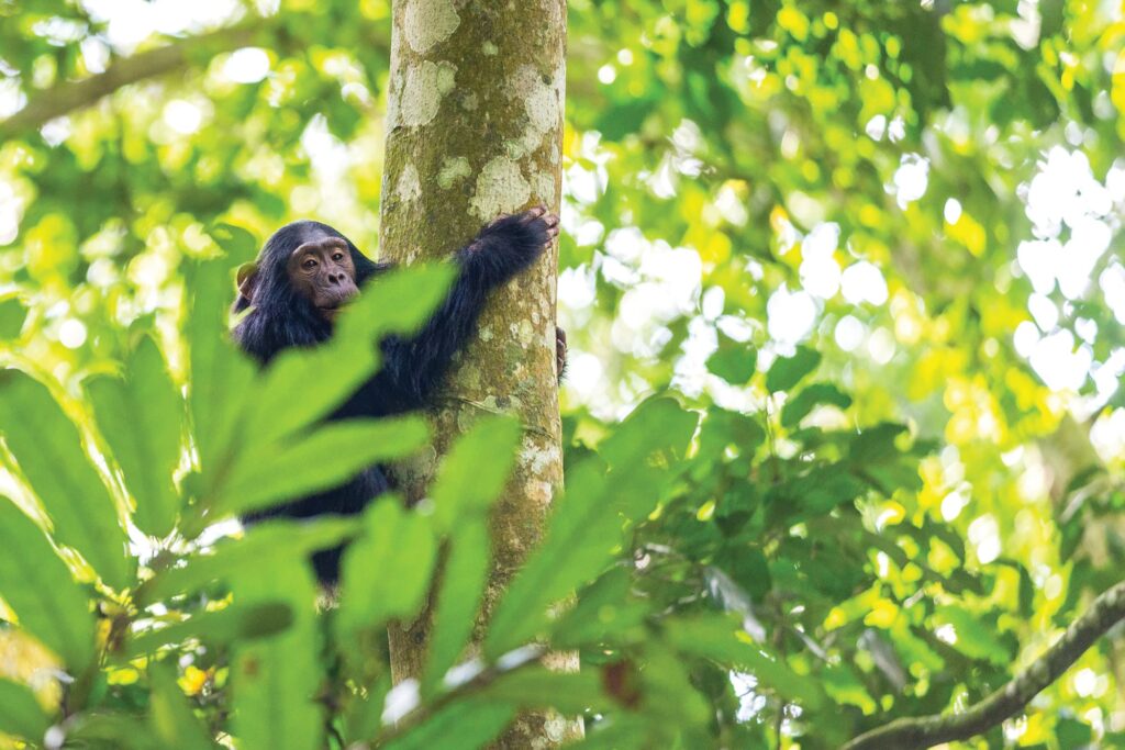 Chimpanzee at Nyungwe National Park, Rwanda