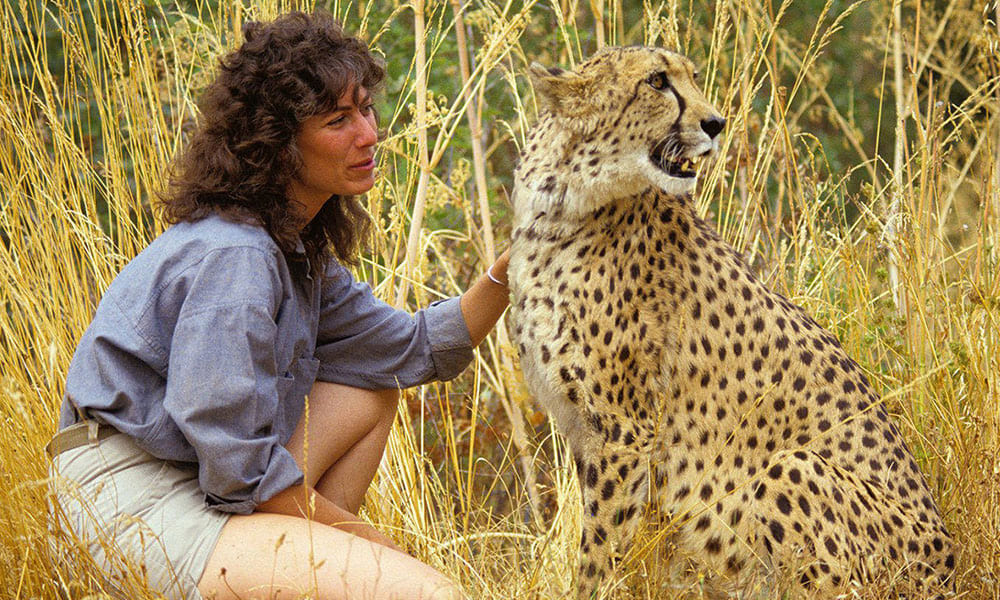 Laurie Marker with a cheetah in Namibia