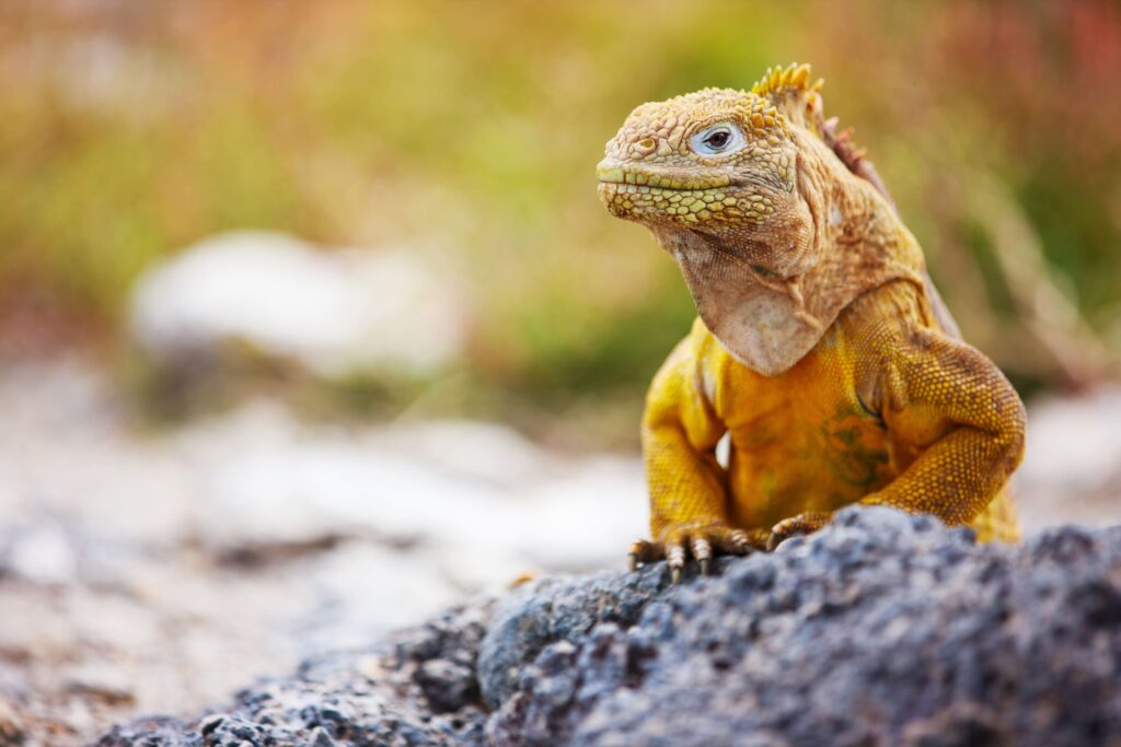 Yellow land iguana in the Galapagos Islands