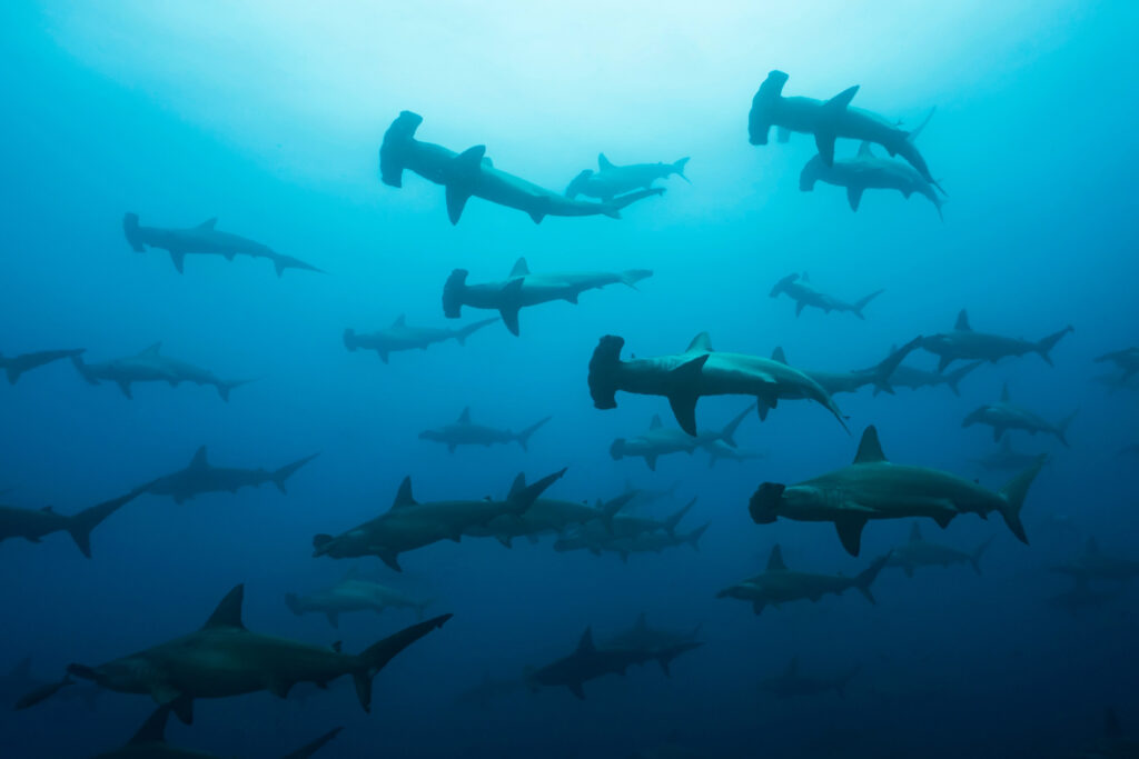 A large shiver of hammerhead sharks swimming in the ocean in the Galapagos