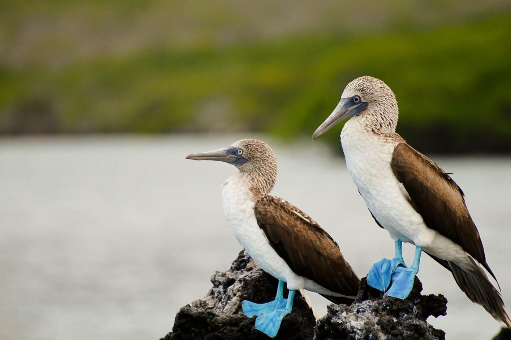 Blue-footed boobies perched on a rocky outcrop in the Galápagos Islands