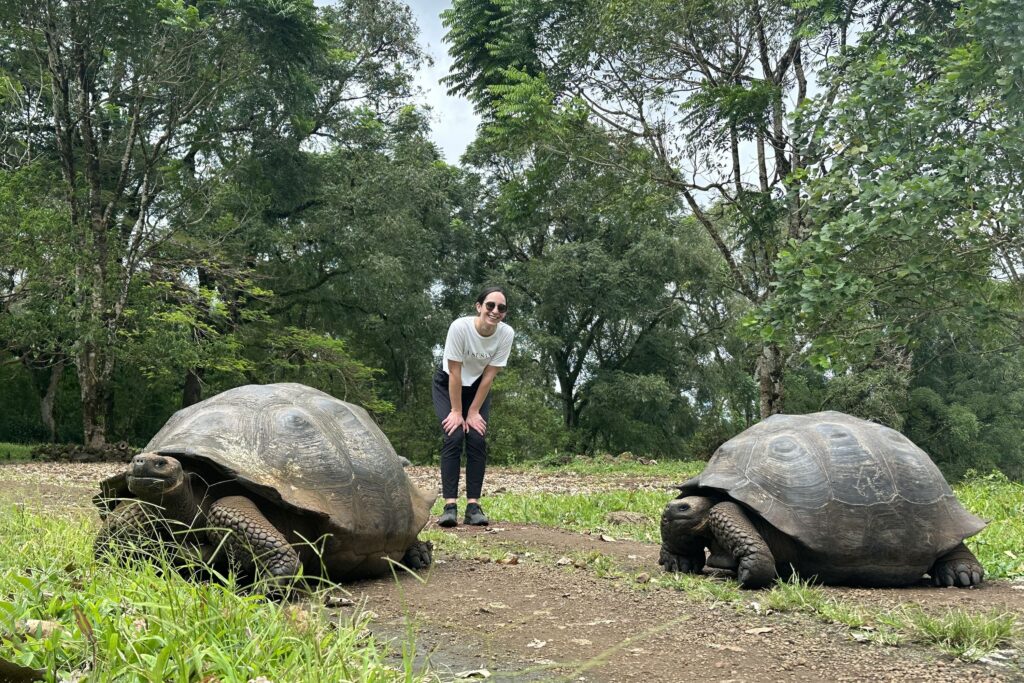 Two giant tortoises on Santa Cruz Island, Galapagos