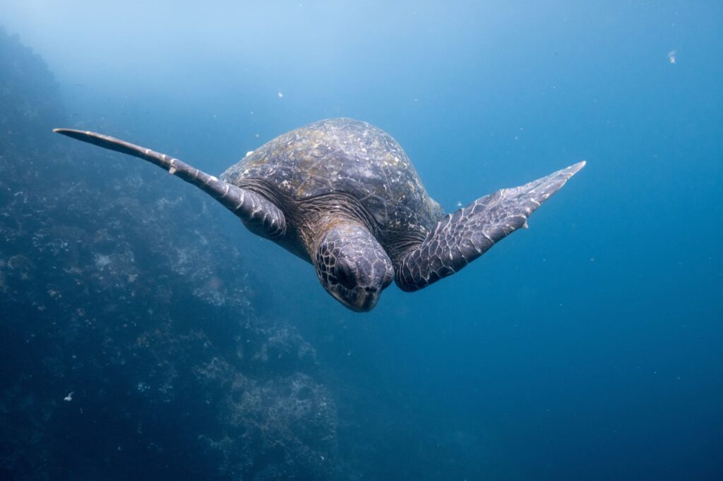 Sea turtle swimming underwater in the Galapagos Islands