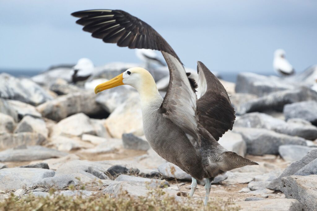 Waved albatross in the Galápagos stretching its wings wide
