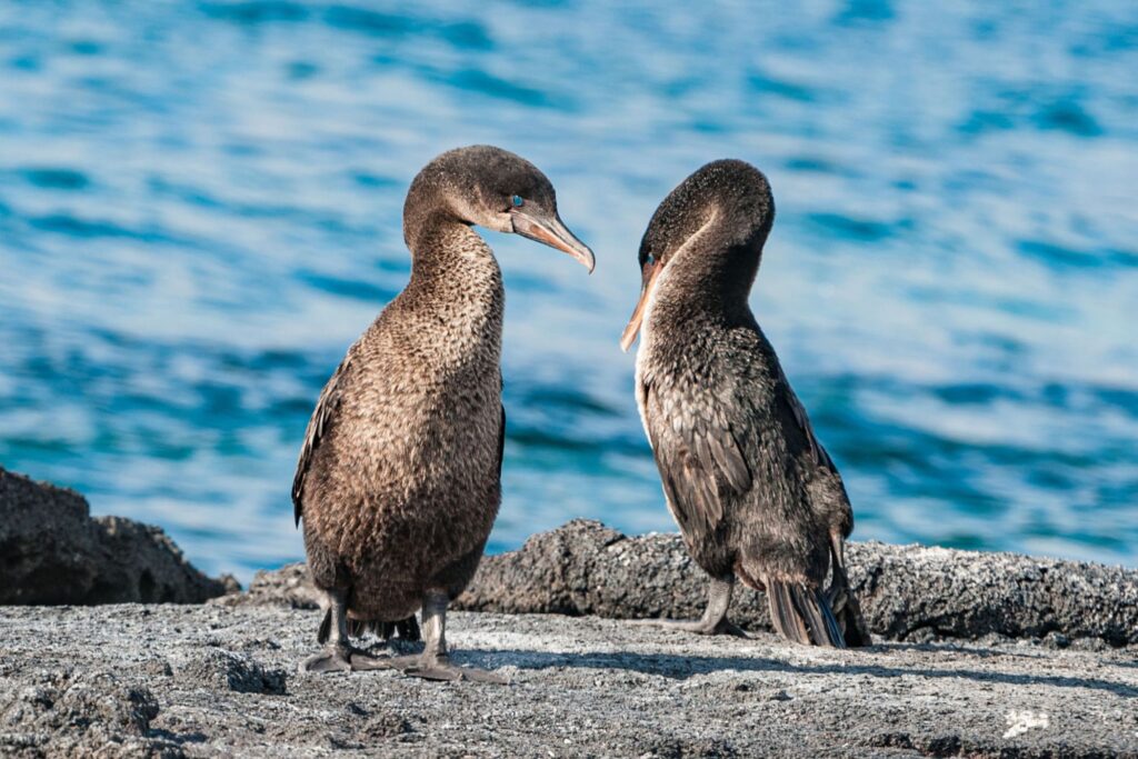 Two flightless cormorants on a rocky shore in the Galapagos Islands.