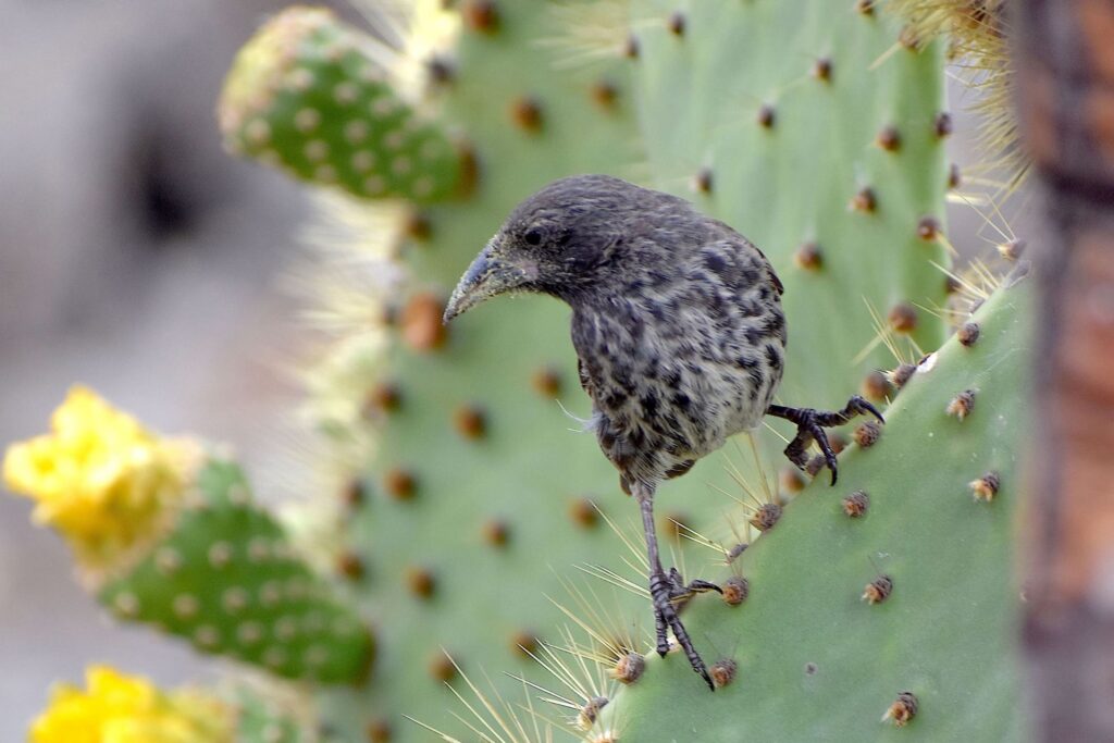 Darwin's finch perched on a cactus in the Galapagos.