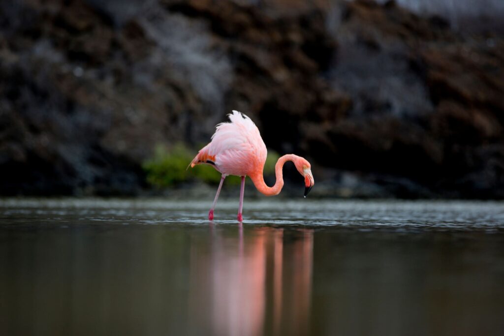 A flamingo wading in the sea in the Galapagos