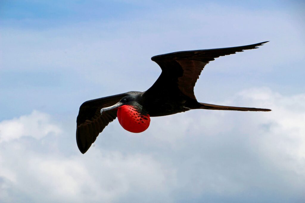 A frigate bird soaring through the air in the Galápagos islands
