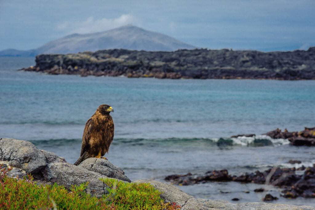 A Galápagos hawk perched on a rock