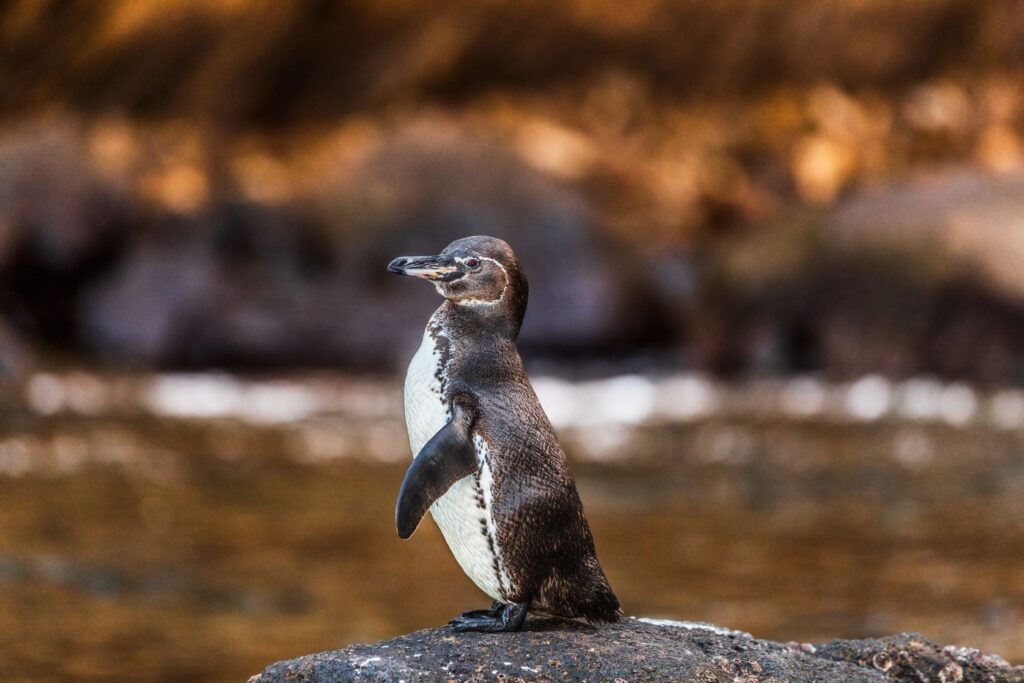 A Galápagos penguin standing on a rock