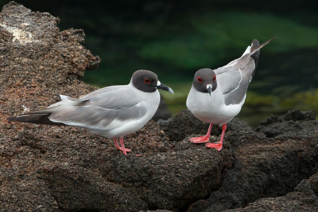 A couple of lava gulls on a rock in the Galapagos
