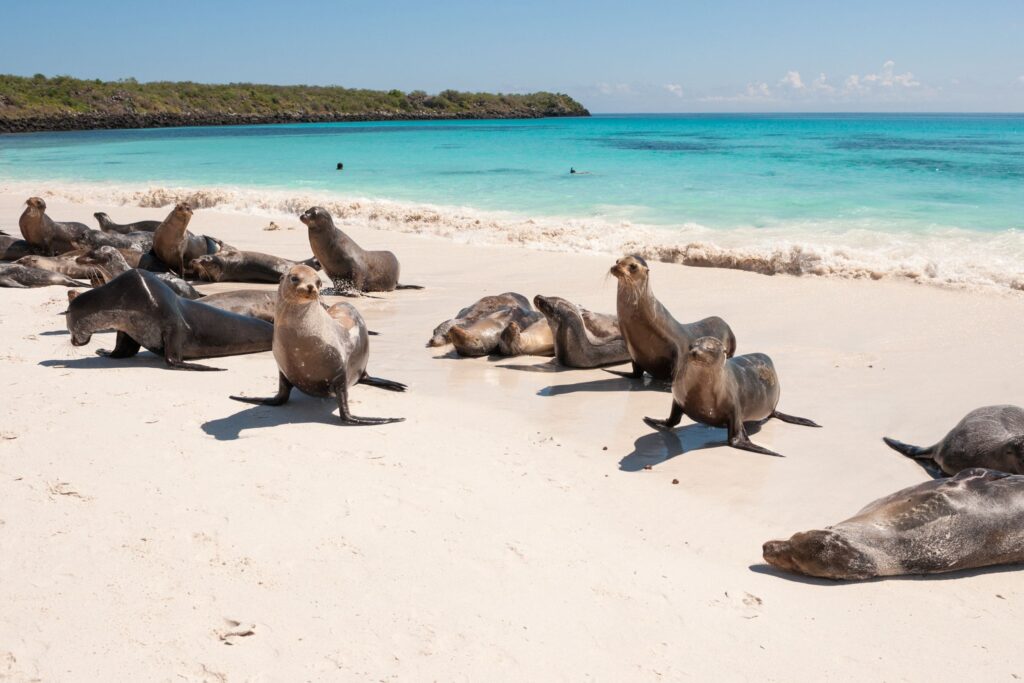 A group of Galápagos sea lion lazing on the beach