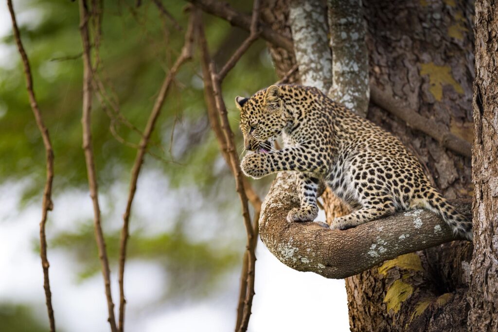 A young leopard cleans itself in a tree at Lewa Conservancy in Kenya