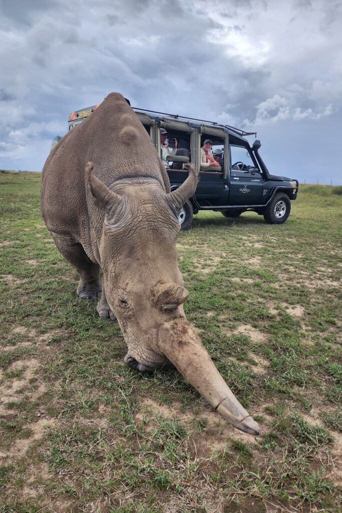 A rhino grazing in Ol Pejeta, Kenya