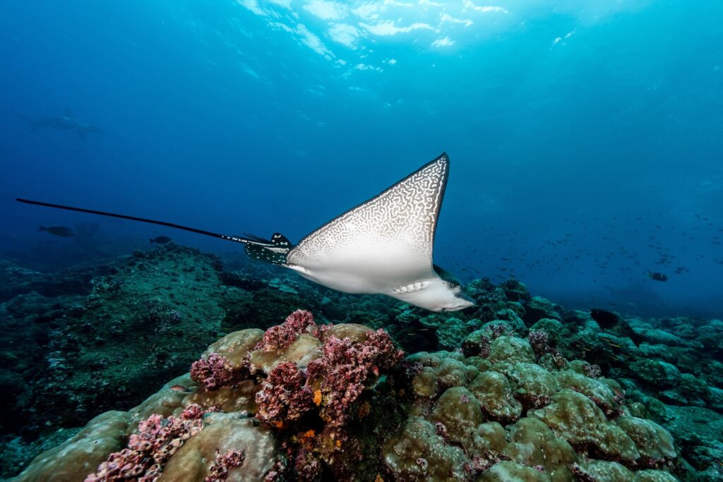 A large ray gliding over a coral reef in the Galapagos