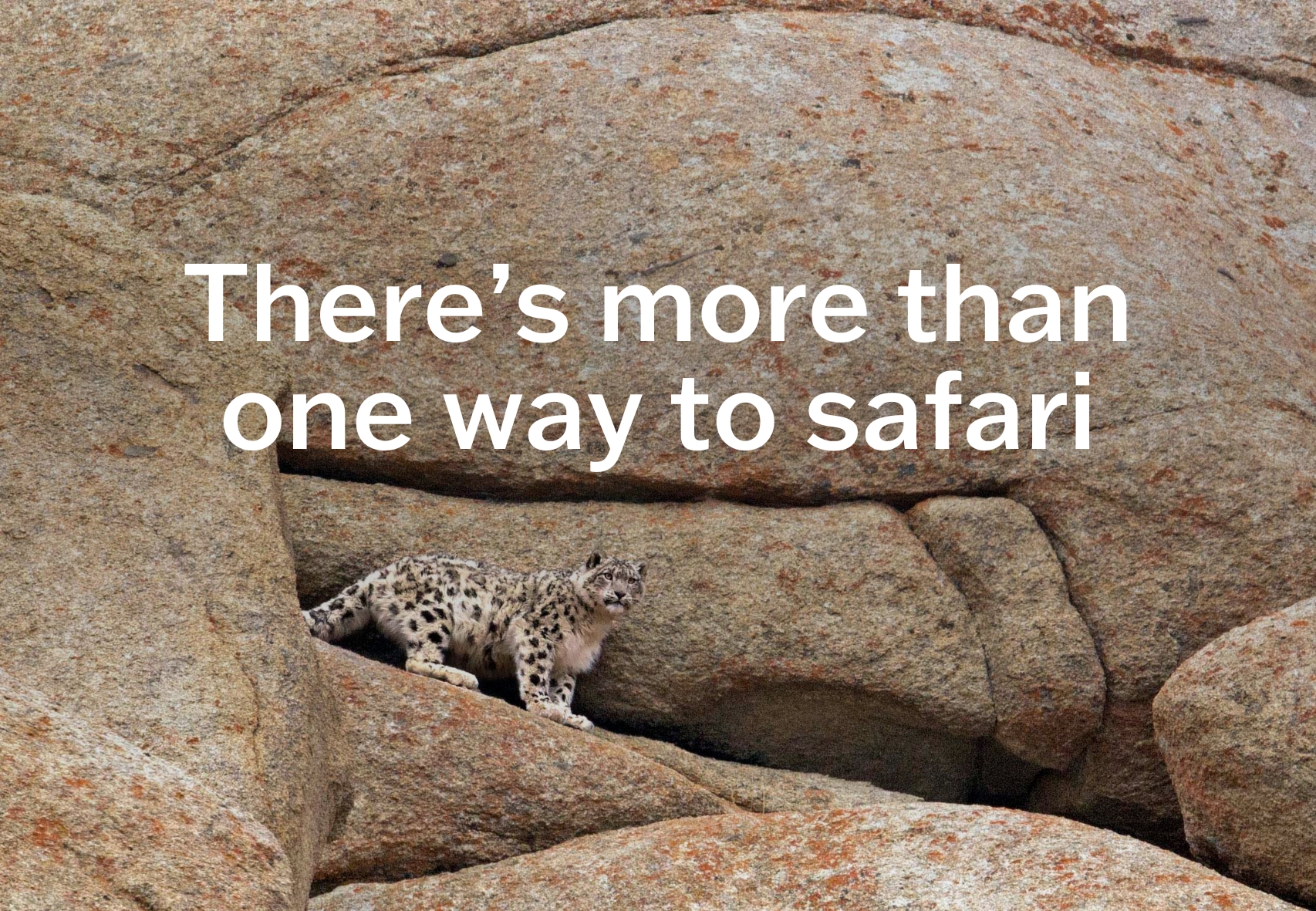 There's more than one way to safari