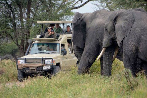 Tanzania with Young Kids, elephant in front of safari vehicle