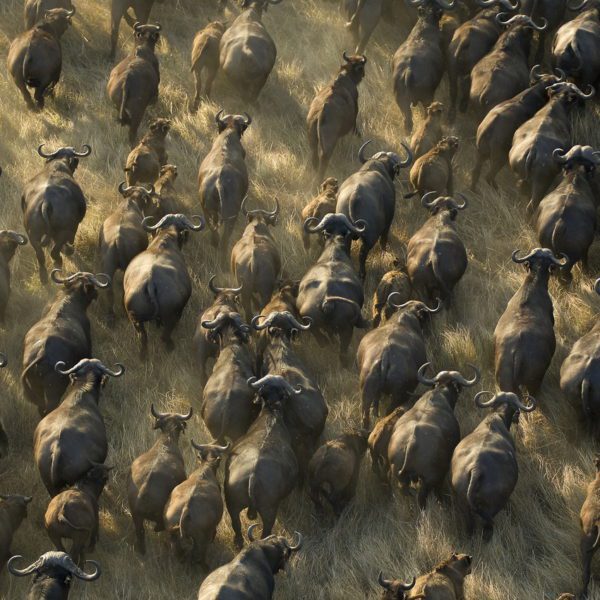 Plan your Trip, aerial view of wildebeest running in the plains of Kafue National Park on a Zambia safari