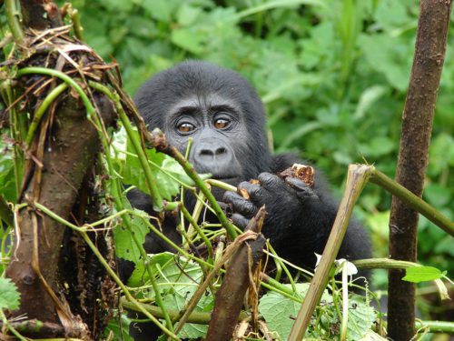 baby gorilla clouds mountain lodge seen on extraordinary Uganda safari