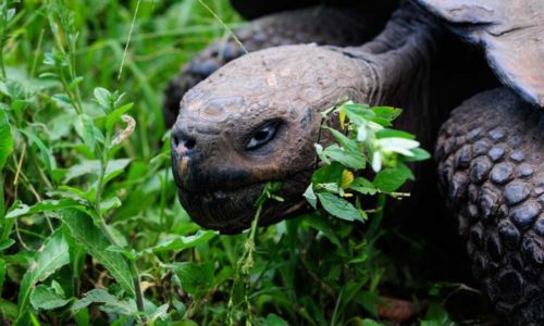 Tortoise at Galapagos safari camp