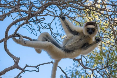 Lemur hanging in tree at Mandrare River Camp