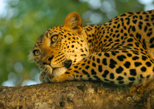 leopard laying in tree