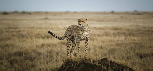 solo cheetah on the lookout in a grassy plain of the Serengeti