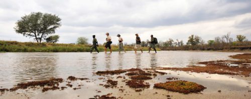 walking safari along a shallow body of water in north luangwa