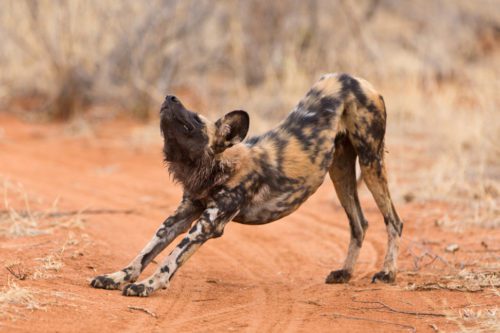 wild dog stretching with his head up on the red clay road in madikwe