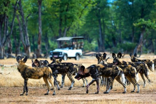 pack of wild dogs looking at a game drive vehicle in mana pools