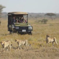 tanzania big game safaris arusha