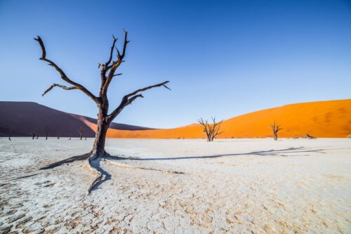 Deadvlei tree with dune in the background