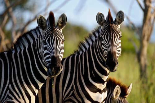 Chitabe Camp Botswana Okavango Delta two Zebra up close