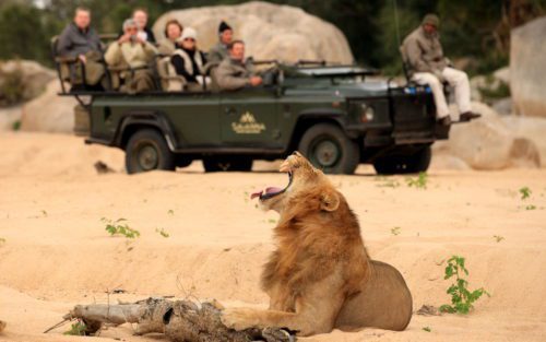 lion with mouth open laying in the sand with a vehicle in the background