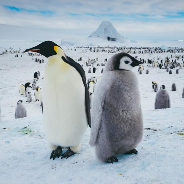 Plan your Trip, adult and adolescent Emperor penguin standing back to back in a colony of penguins on Snow Hill Island