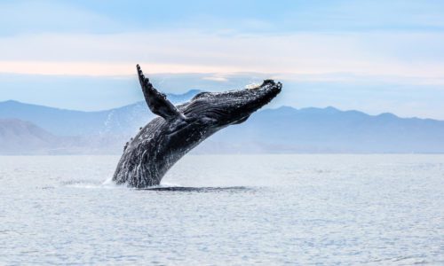 humpback whale breaching out of the ocean with mountains in the background