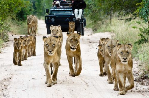 a pride of lionesses and cubs walk on a white dirt road in front of a safari vehicle