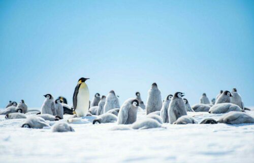 A group of penguins on a sunny day in Antarctica