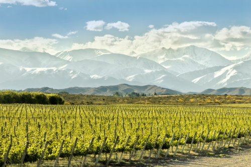 Vineyards in front of snow capped mountains