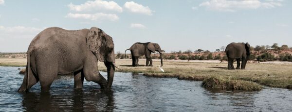 Elephants wading in water in Botswana