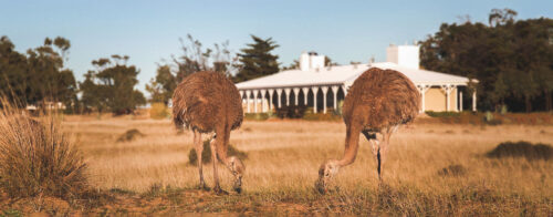 Two ostriches in a field in front of small home