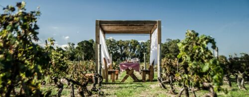 Winery in Uruguay picnic